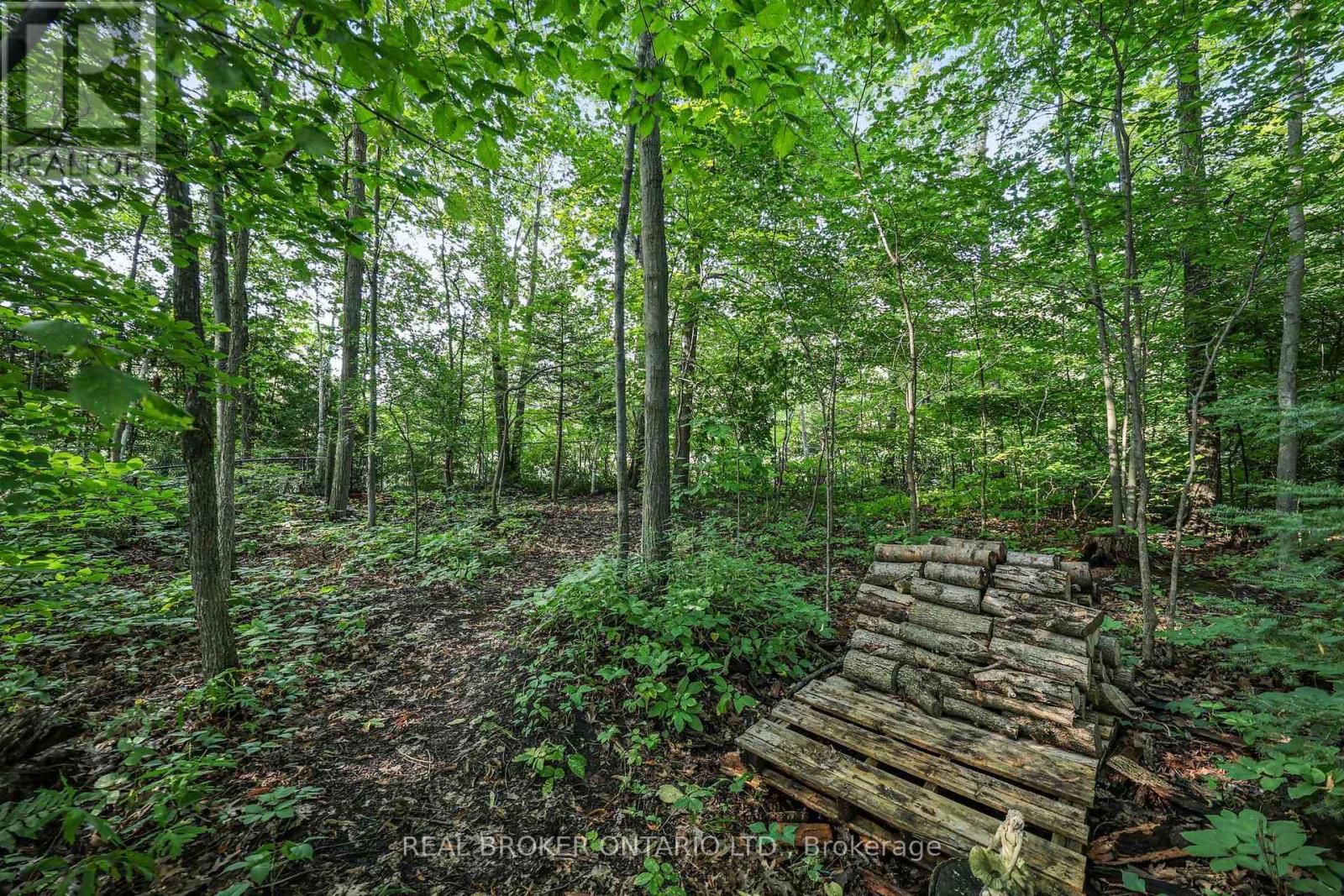 Like Living in Your Own Forest