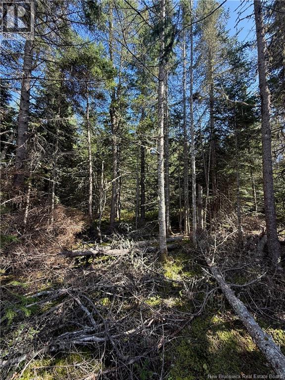 Lot Brooklyn Road, Midgic, New Brunswick  E4L 1W3 - Photo 43 - NB148129