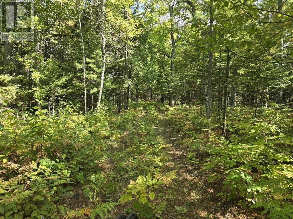 Lt 11-12 Bidwell Rd, Assiginack, Ontario P0P 1N0 - Photo 13 - 2130511