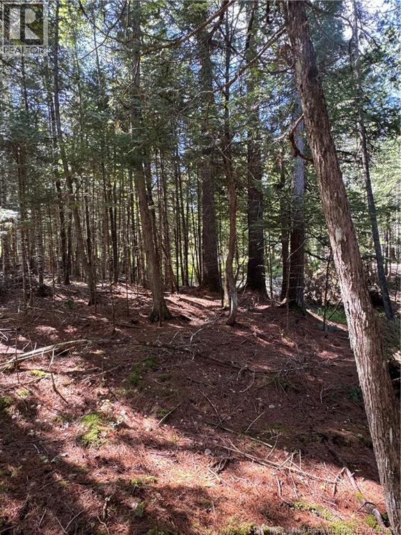 342 Tripp Settlement Road, Keswick Ridge, New Brunswick  E6L 1W5 - Photo 4 - NB148301