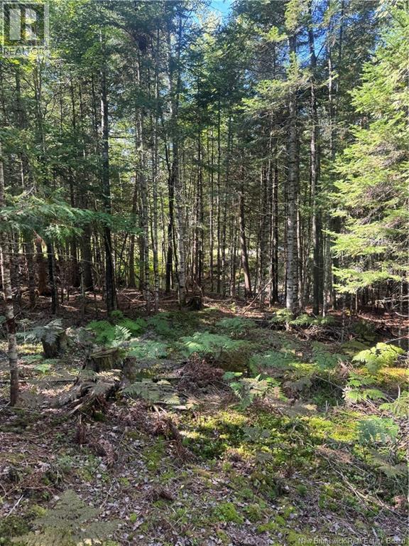 342 Tripp Settlement Road, Keswick Ridge, New Brunswick  E6L 1W5 - Photo 6 - NB148301