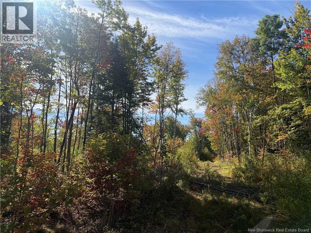 Lot Bettsburg Road, Bettsburg, New Brunswick  E9C 0A8 - Photo 3 - NB148330