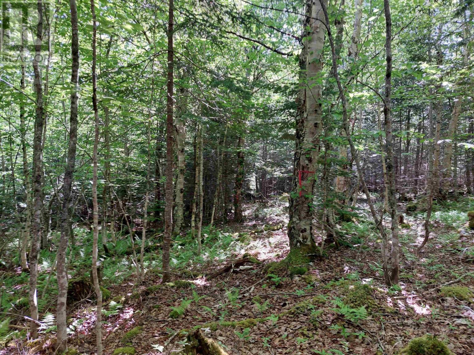 Lot 8 Evanston Rd, Evanston, Nova Scotia  B0E 1J0 - Photo 10 - 202624184