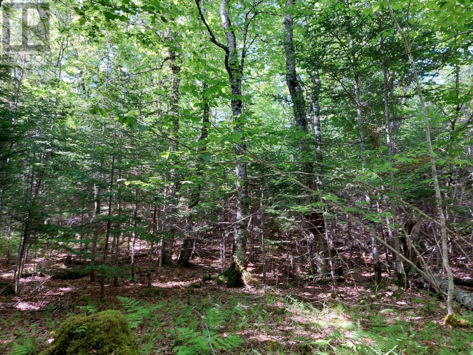 Lot 8 Evanston Rd, Evanston, Nova Scotia  B0E 1J0 - Photo 3 - 202624184