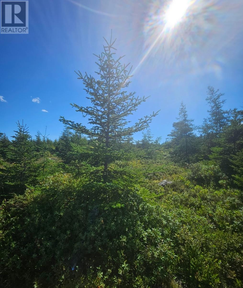 95A Chipmans Road, Spaniards Bay — photo 3