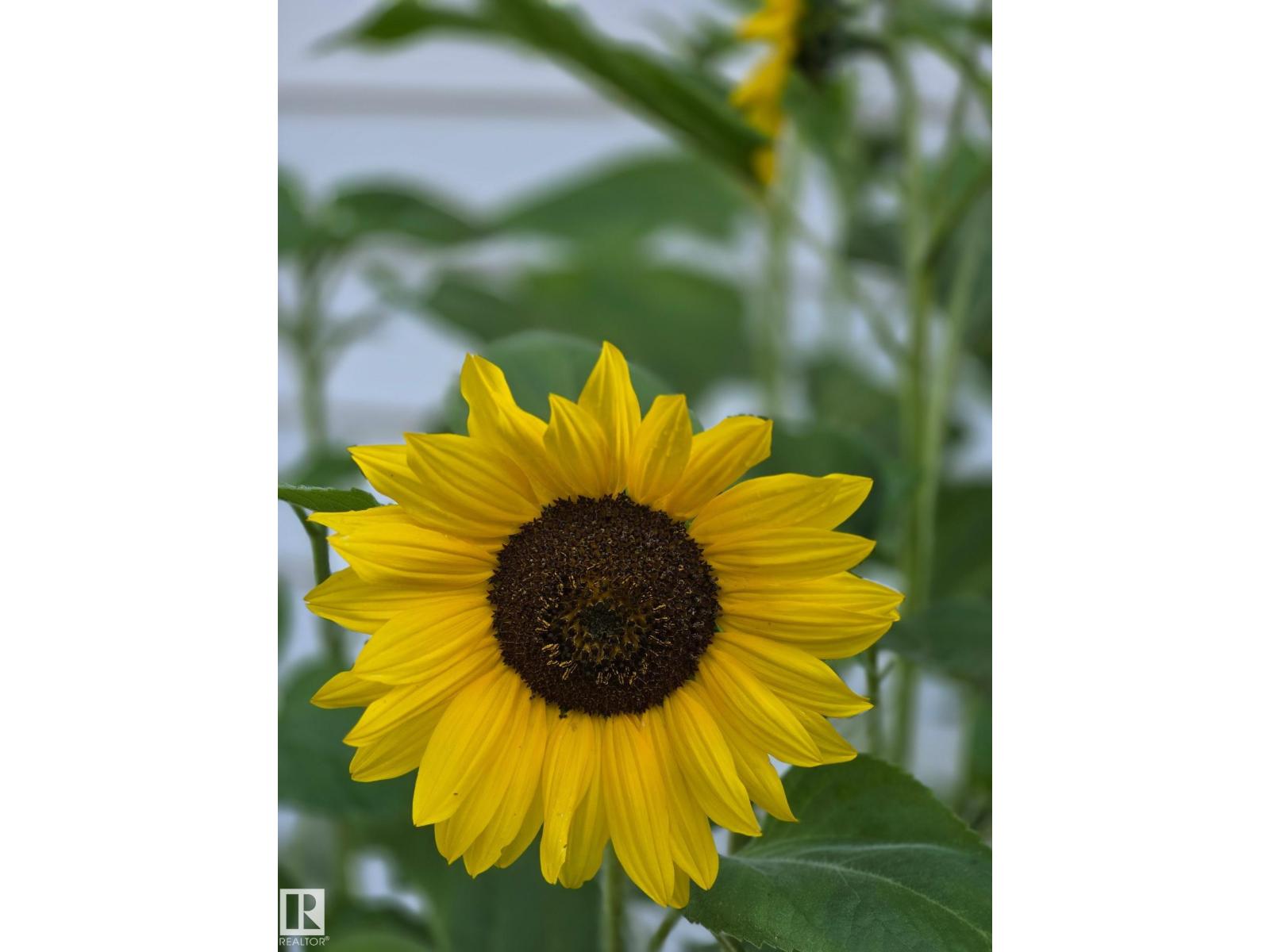 3607 106A ST NW