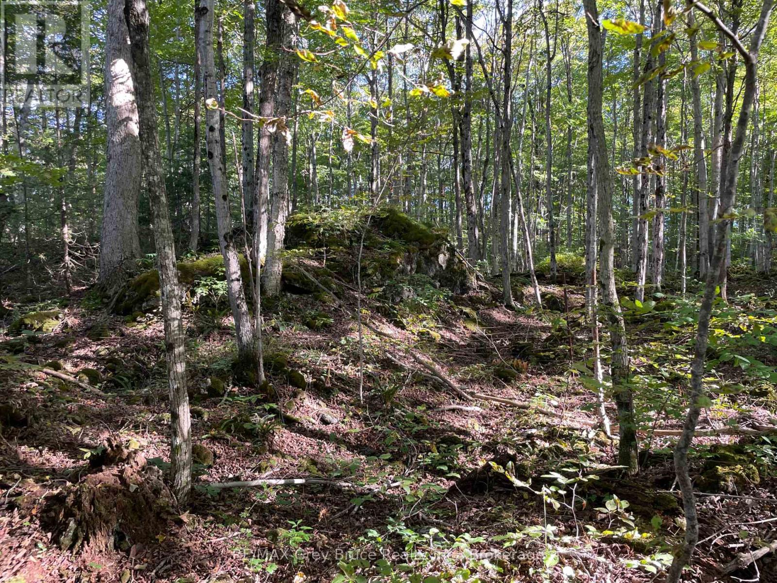 135 North Diagonal, South Bruce Peninsula, Ontario  N0H 2T0 - Photo 44 - X13828126