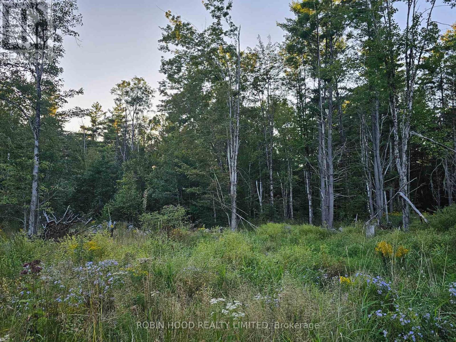2239 Southwood Road, Gravenhurst, Ontario  P0E 1G0 - Photo 4 - X13831964