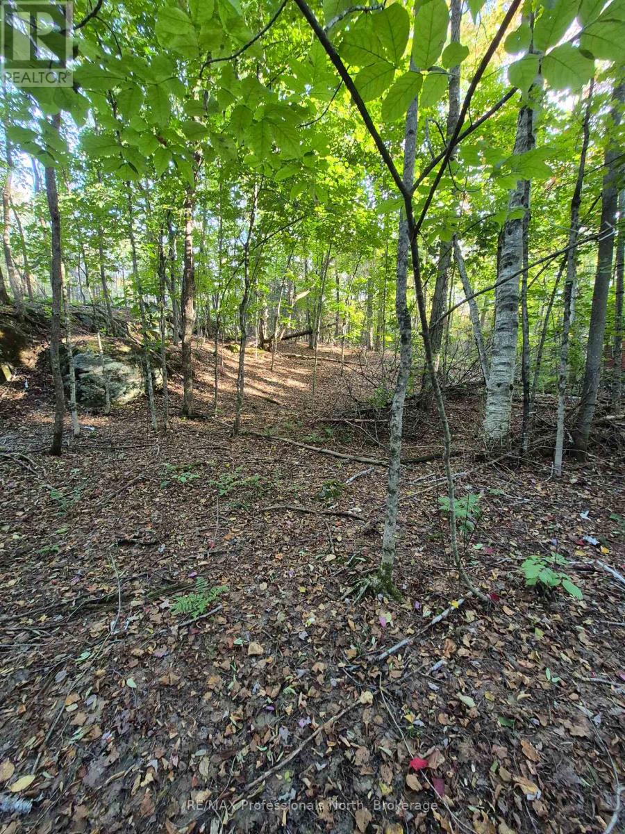 1257 Hamilton Road, Minden Hills, Ontario  K0M 2K0 - Photo 5 - X13833786