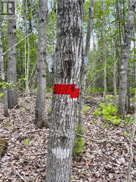00 Mill Settlement Road, Hoyt, New Brunswick  E5L 2H1 - Photo 28 - NB148659