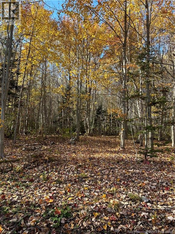 Lot North Black River, Black River-Hardwicke, New Brunswick  E1N 5T3 - Photo 6 - NB148305