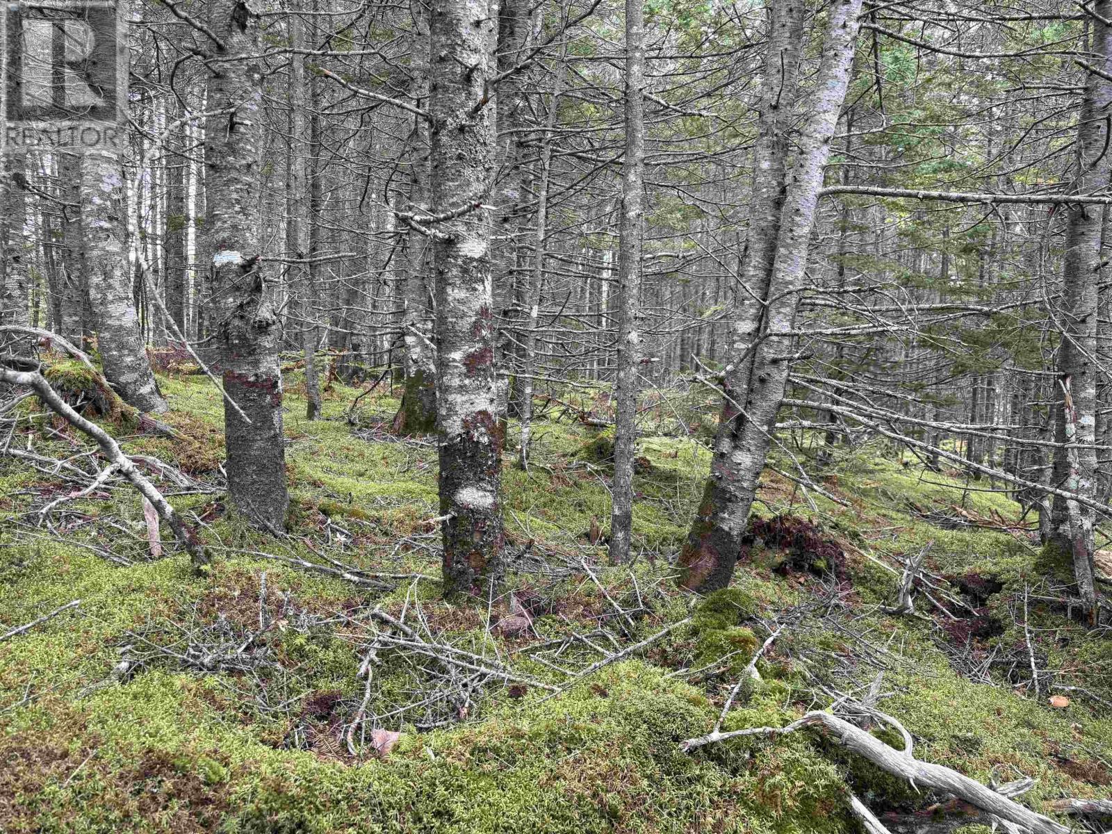 Lot Highway 4, River Tillard, Nova Scotia  B0E 2X0 - Photo 18 - 202623658