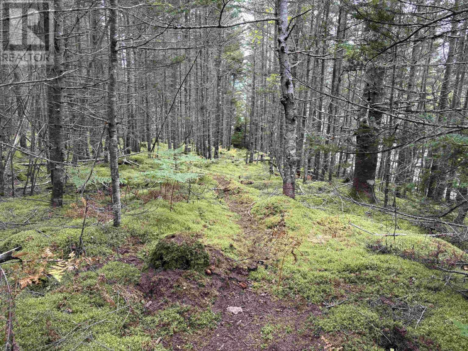 Lot Highway 4, River Tillard, Nova Scotia  B0E 2X0 - Photo 16 - 202623658