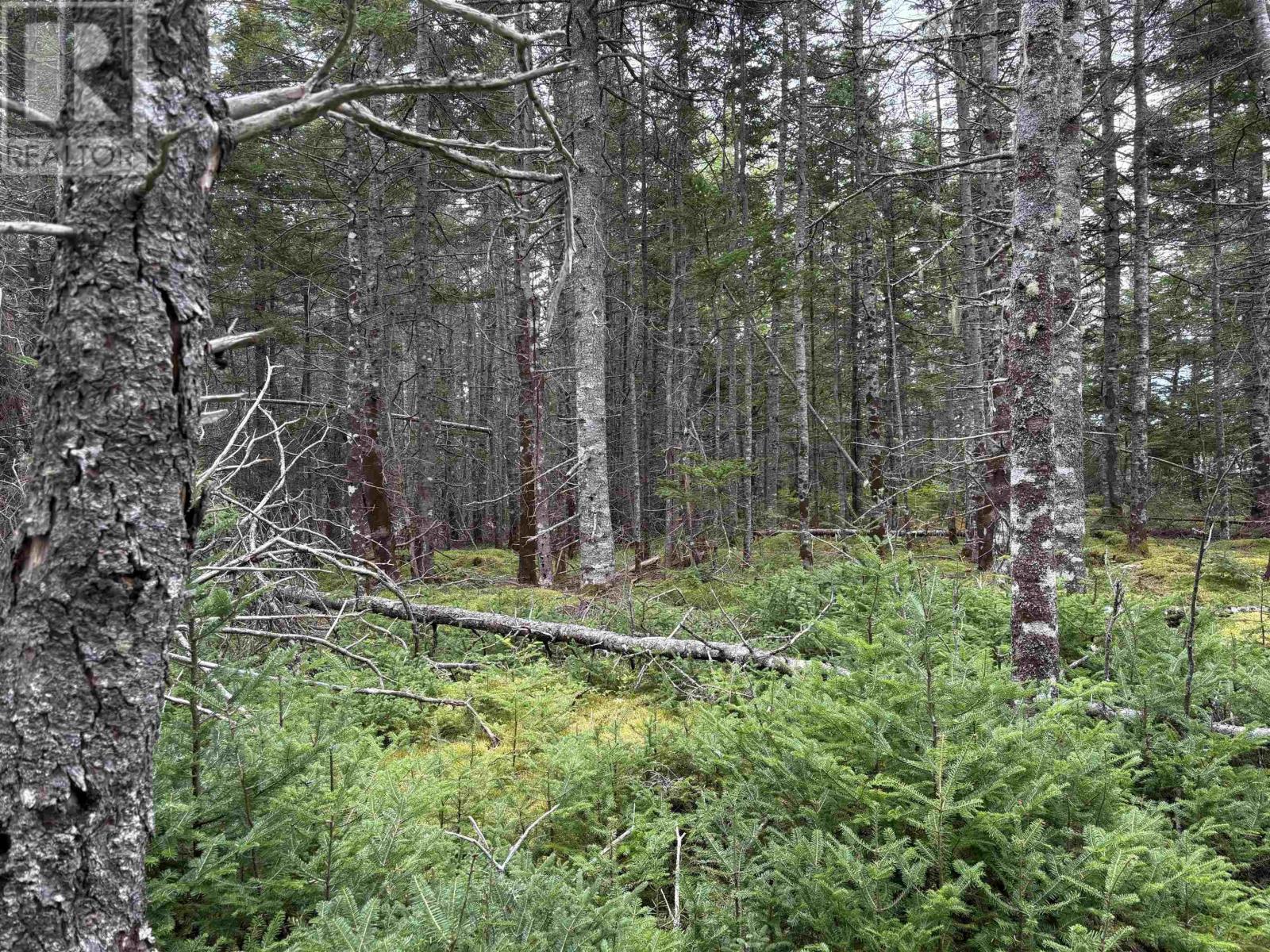 Lot Highway 4, River Tillard, Nova Scotia  B0E 2X0 - Photo 22 - 202623658