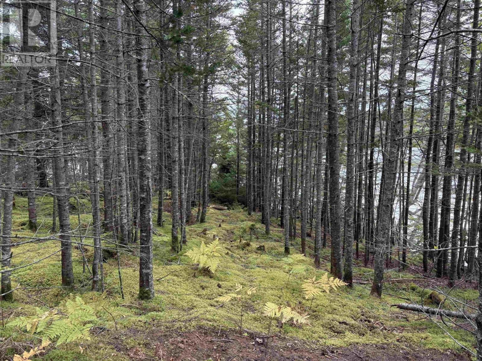 Lot Highway 4, River Tillard, Nova Scotia  B0E 2X0 - Photo 15 - 202623658