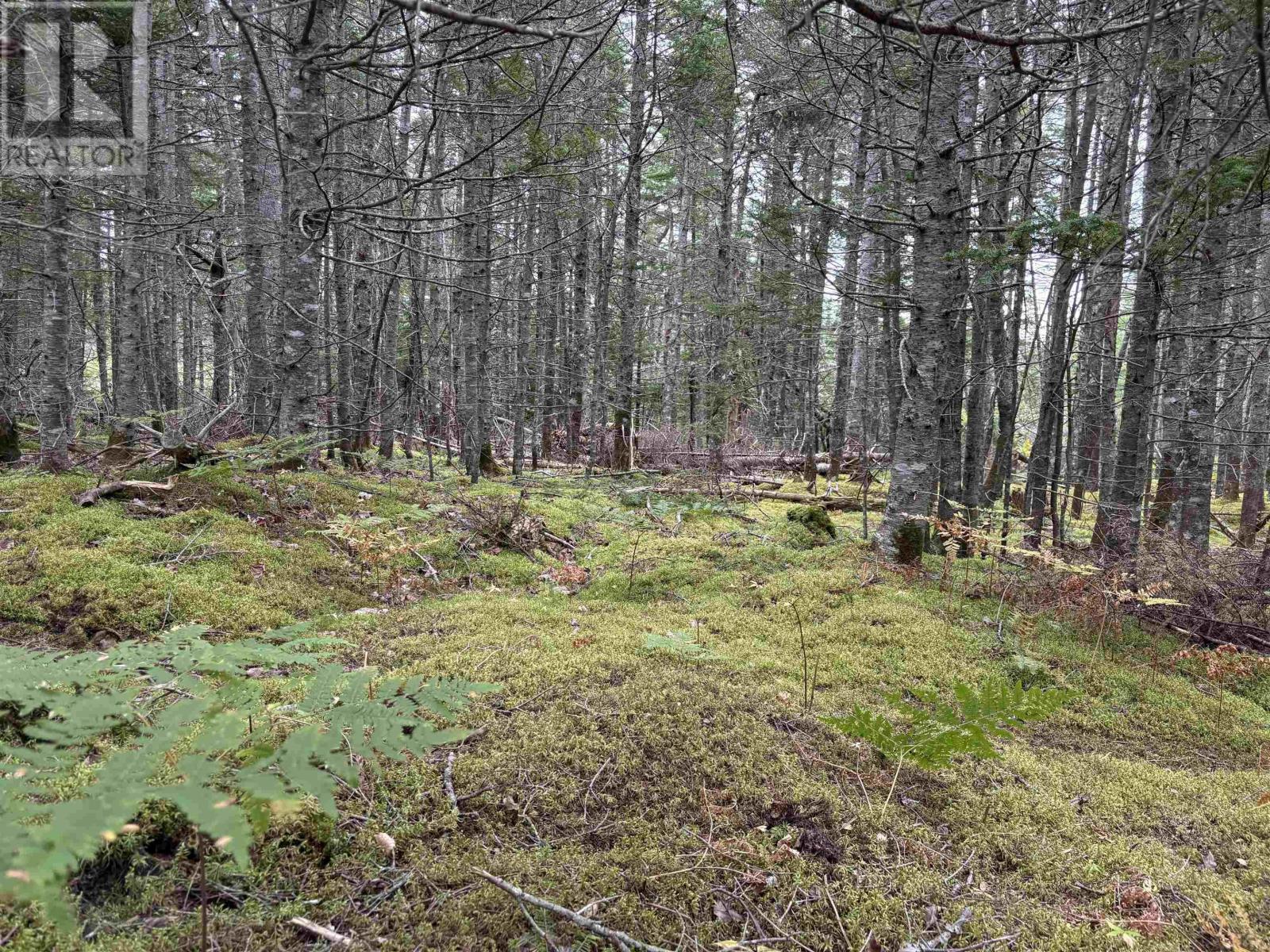 Lot Highway 4, River Tillard, Nova Scotia  B0E 2X0 - Photo 17 - 202623658