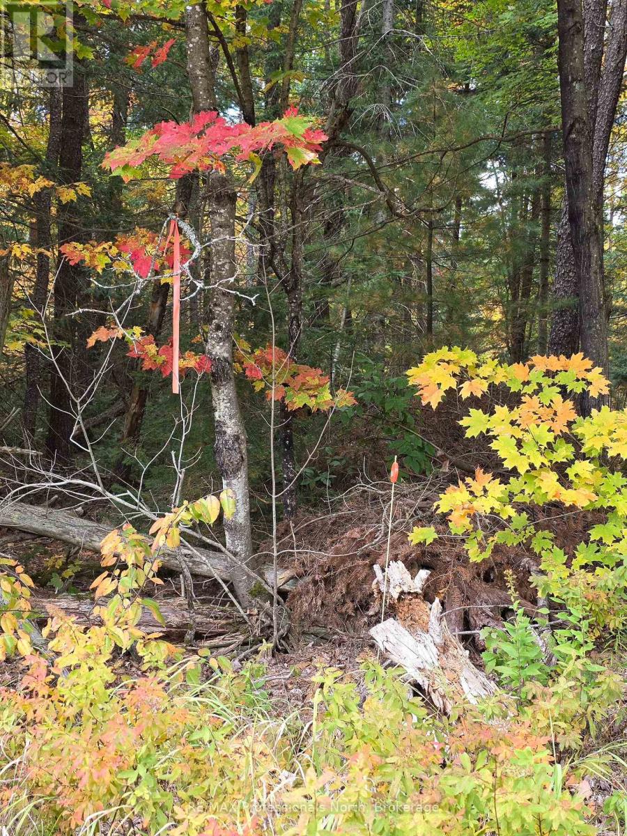 124 Cardwell Lake Road, Huntsville, Ontario  P0B 1M0 - Photo 18 - X13840448