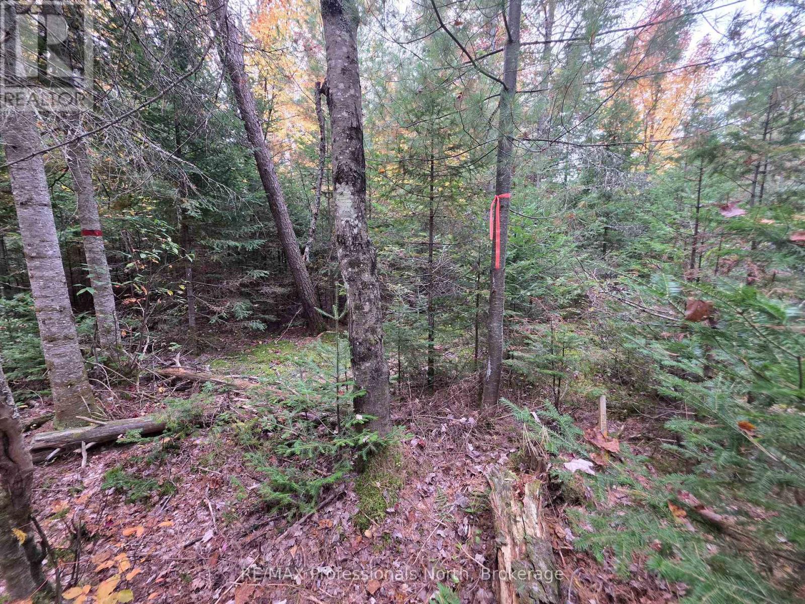 124 Cardwell Lake Road, Huntsville, Ontario  P0B 1M0 - Photo 19 - X13840448