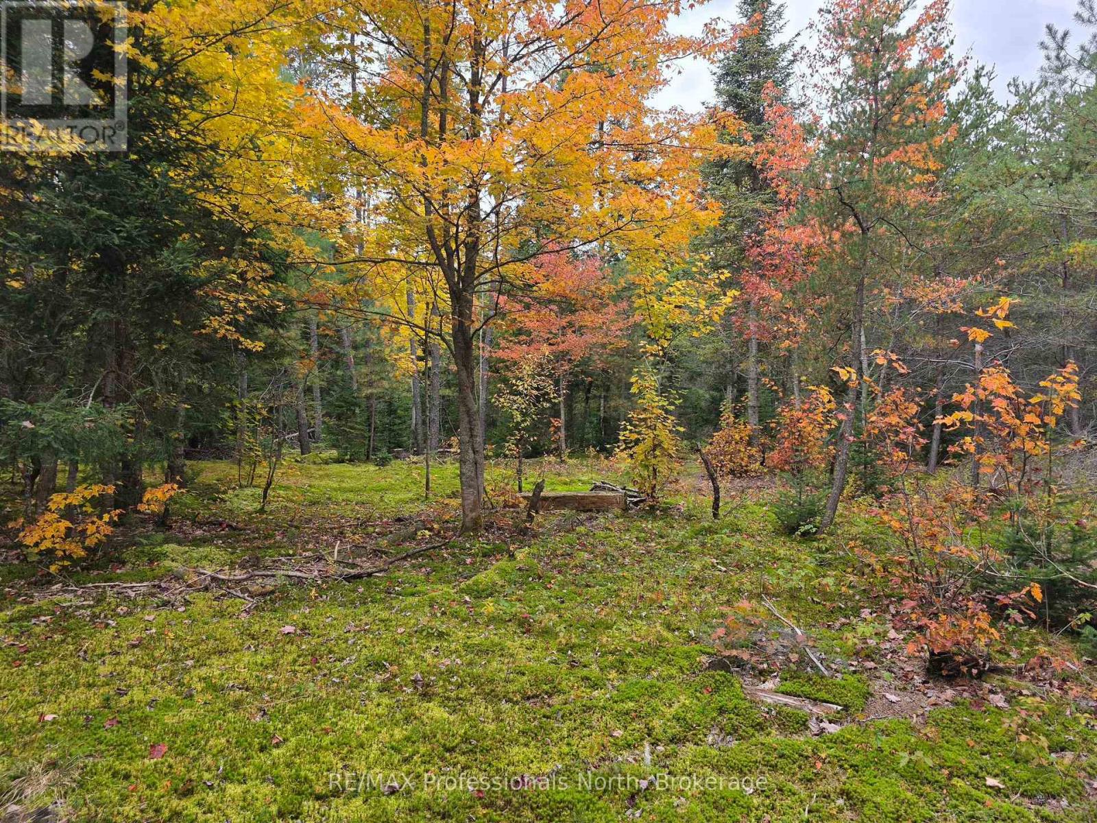 124 Cardwell Lake Road, Huntsville, Ontario  P0B 1M0 - Photo 6 - X13840448