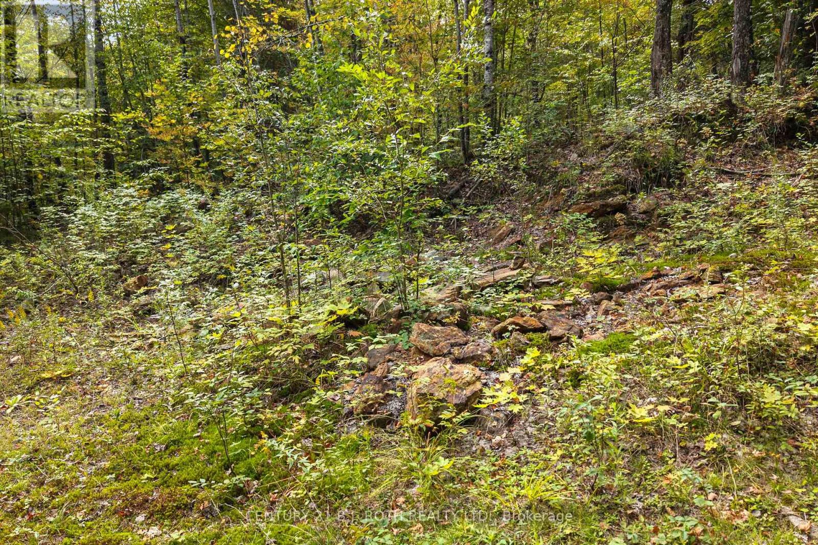 Pt 23 & 24 4 Concession, Dysart Et Al, Ontario  K0M 1S0 - Photo 10 - X13841434