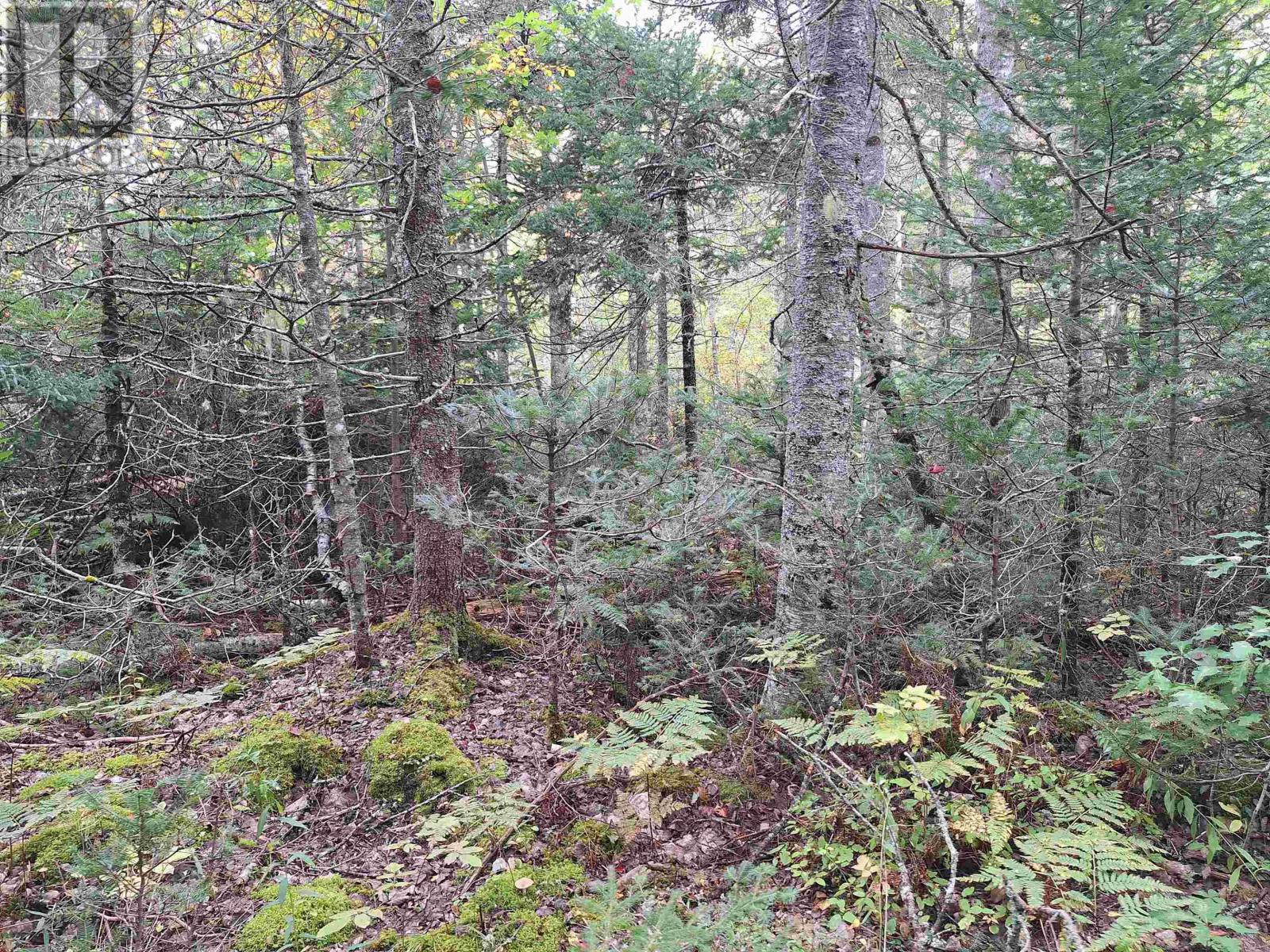 9150 Highway 14, Woodville, Nova Scotia  B0N 2A0 - Photo 29 - 202624889
