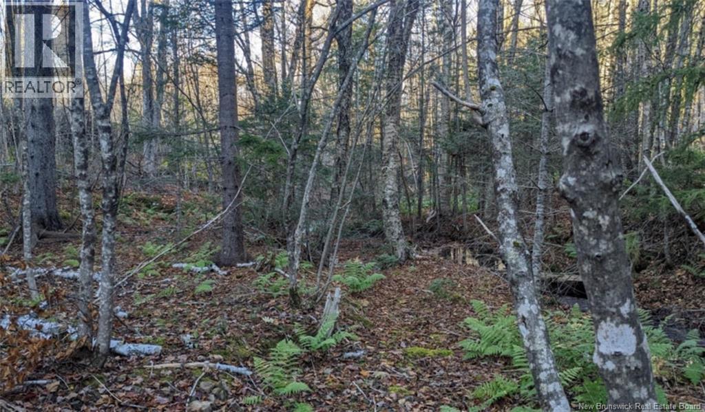 Old Great Road, Hopewell Cape, New Brunswick  E4H 3J6 - Photo 3 - NB149070