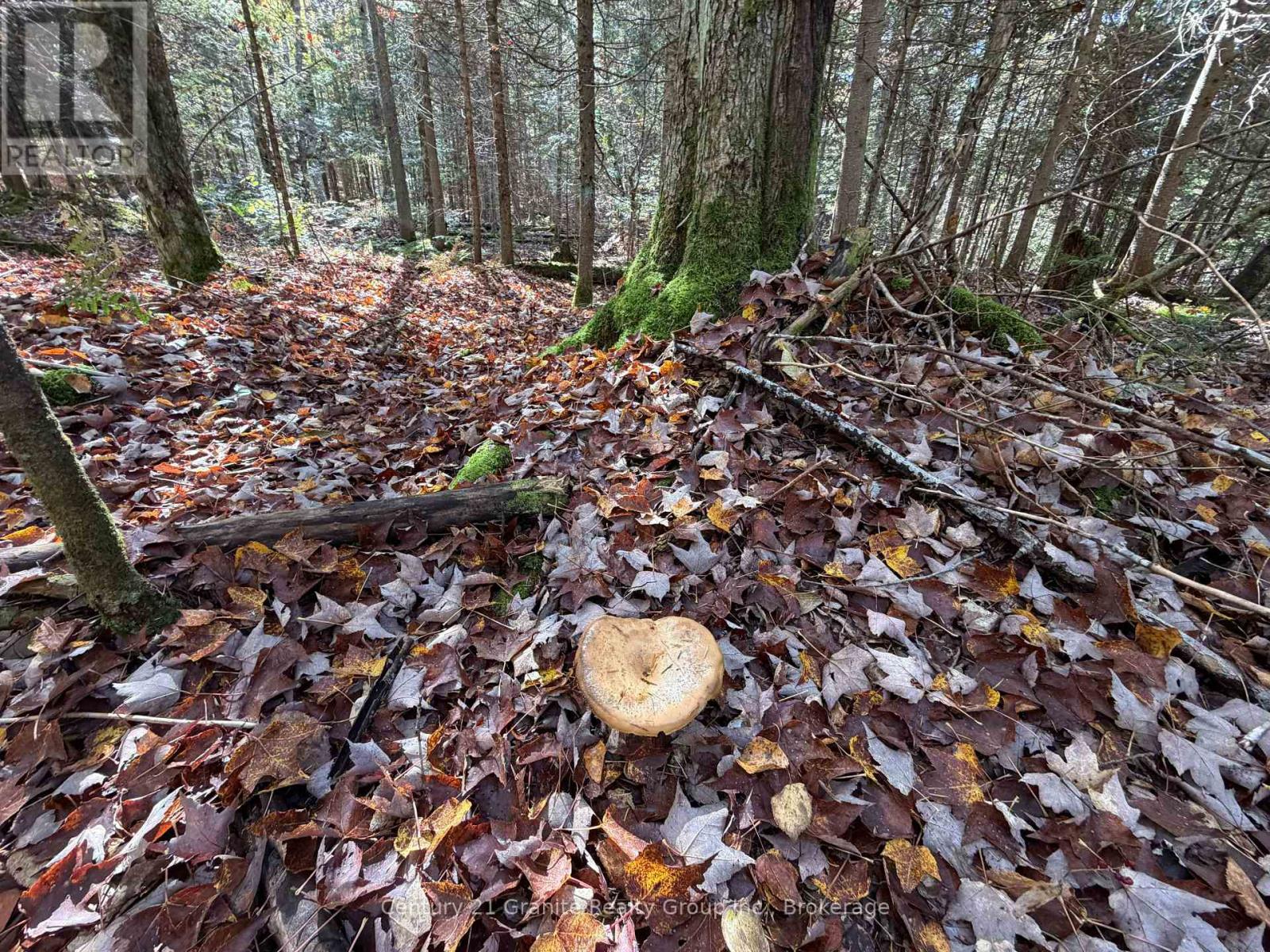 00 Kushog Lake Road, Algonquin Highlands, Ontario  K0M 1S0 - Photo 6 - X13862886