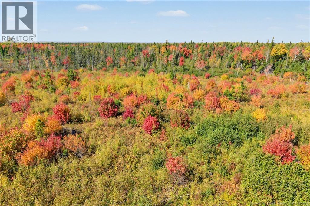 Lot Highway 10, Coal Creek, New Brunswick  O0O 0O0 - Photo 22 - NB149265