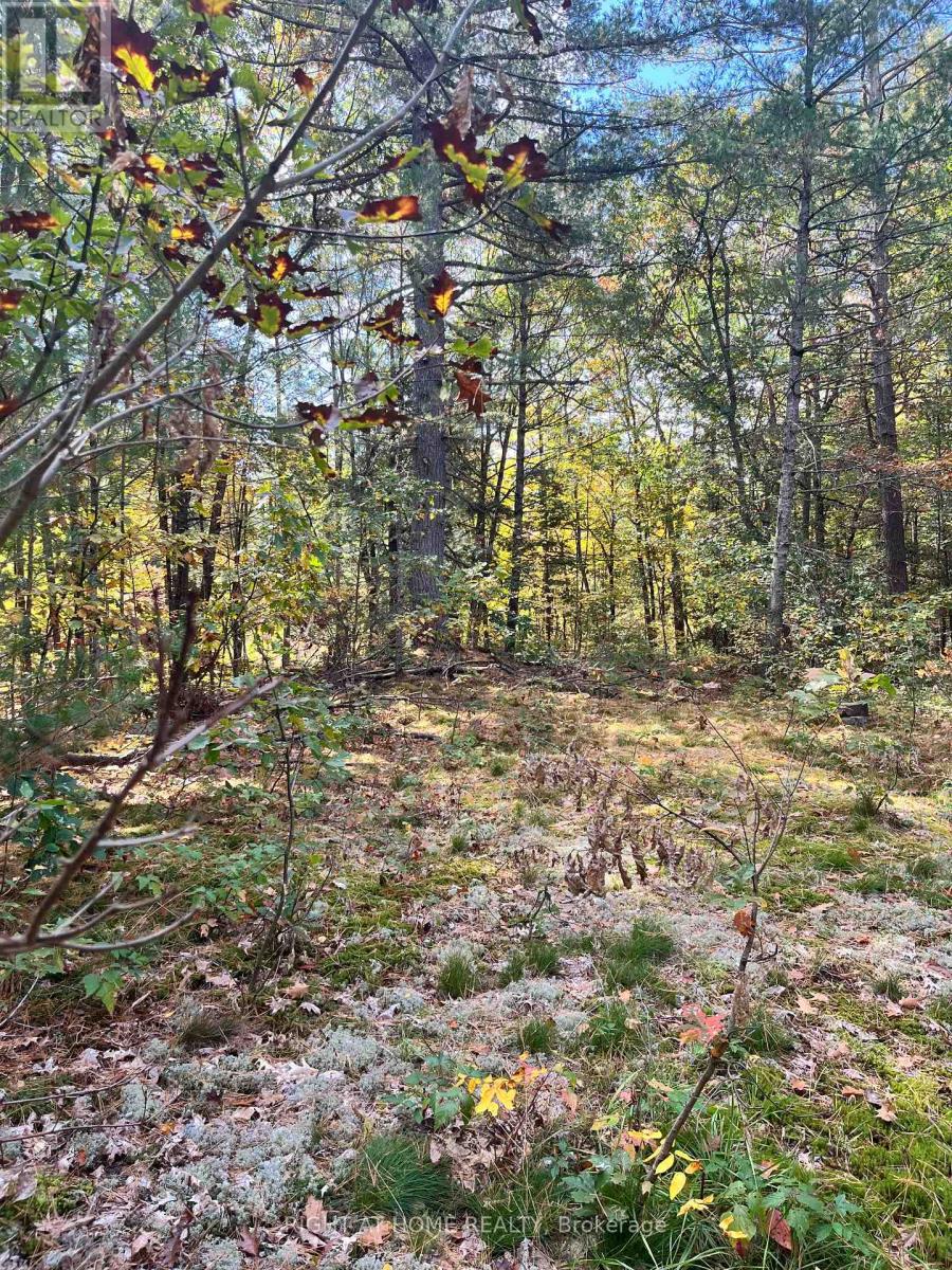 Lt 17 Laidlaw Avenue, Gravenhurst, Ontario  P1P 1J4 - Photo 26 - X13867482