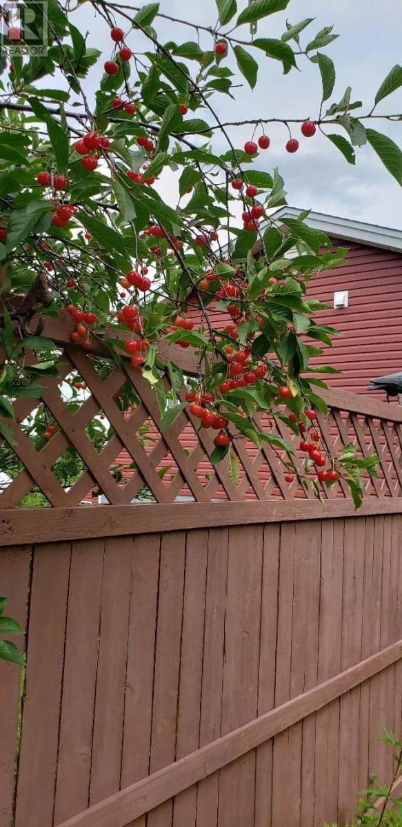 22 Petries Street, Corner Brook — photo 26
