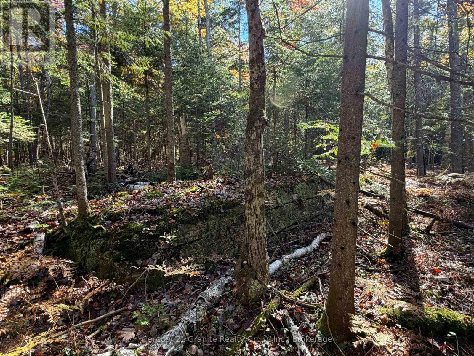 00 Kushog Lake Road, Algonquin Highlands, Ontario K0M 1S0 - Photo 21 - X13862886