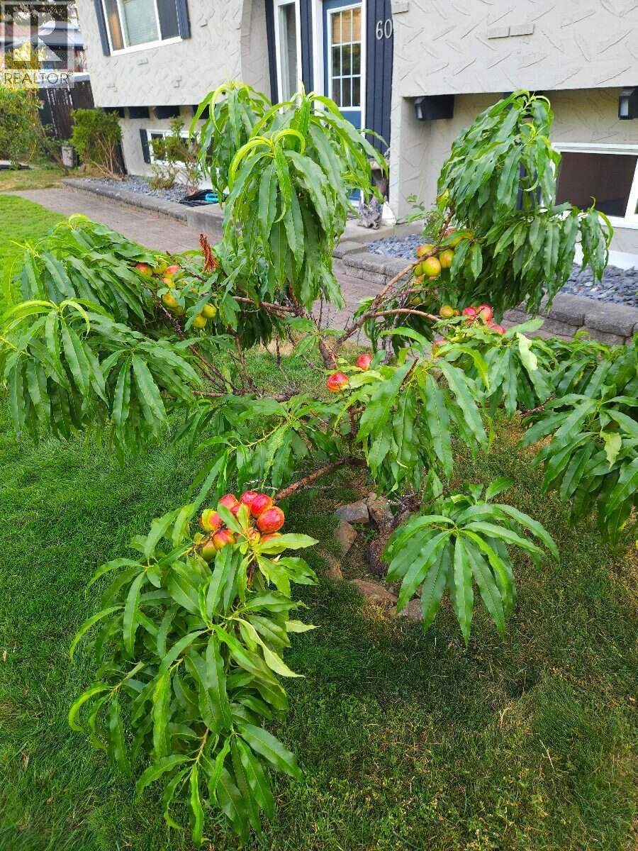 606 Gillis Avenue, Sicamous, British Columbia  V0E 2V1 - Photo 10 - 10400693