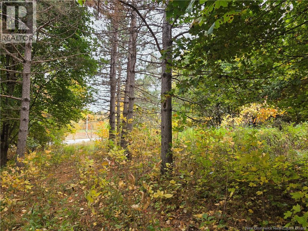19 Carlisle Road, Fredericton, New Brunswick E3A 7M3 - Photo 4 - NB149652