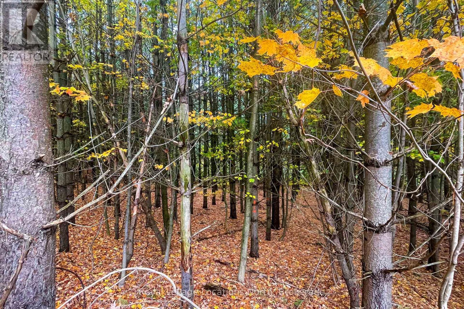 57810 12th Line, Meaford, Ontario  N4L 1W5 - Photo 7 - X14066716