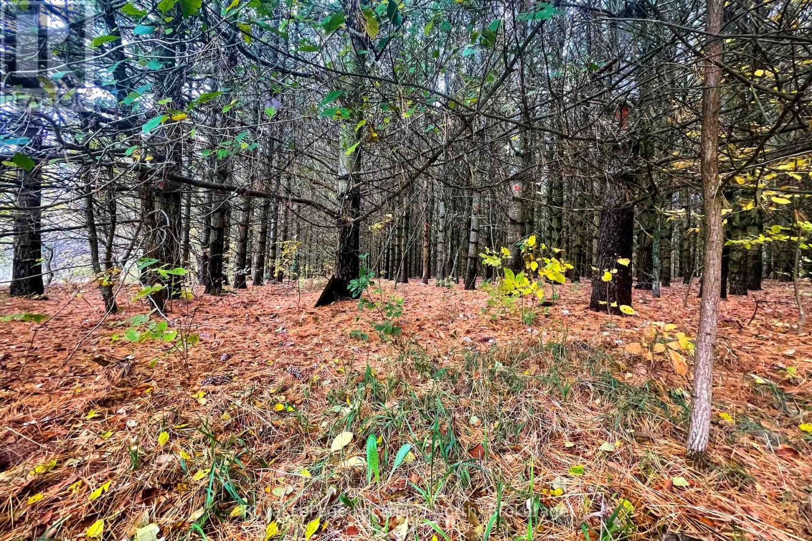 57810 12th Line, Meaford, Ontario  N4L 1W5 - Photo 9 - X14066716