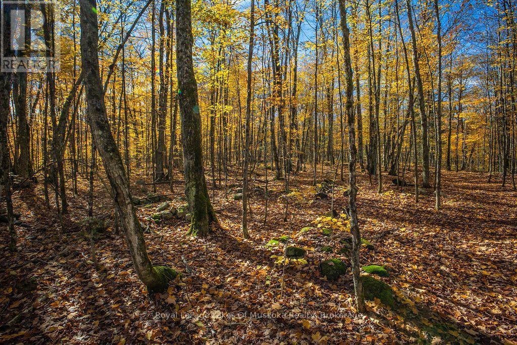 0 Lakeshore Road, Armour, Ontario  P0A 1C0 - Photo 15 - X14085888