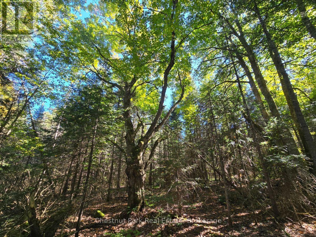 Lt 32 Pt 8 Gibbons Road, Strong, Ontario  P0A 1Z0 - Photo 17 - X14090330