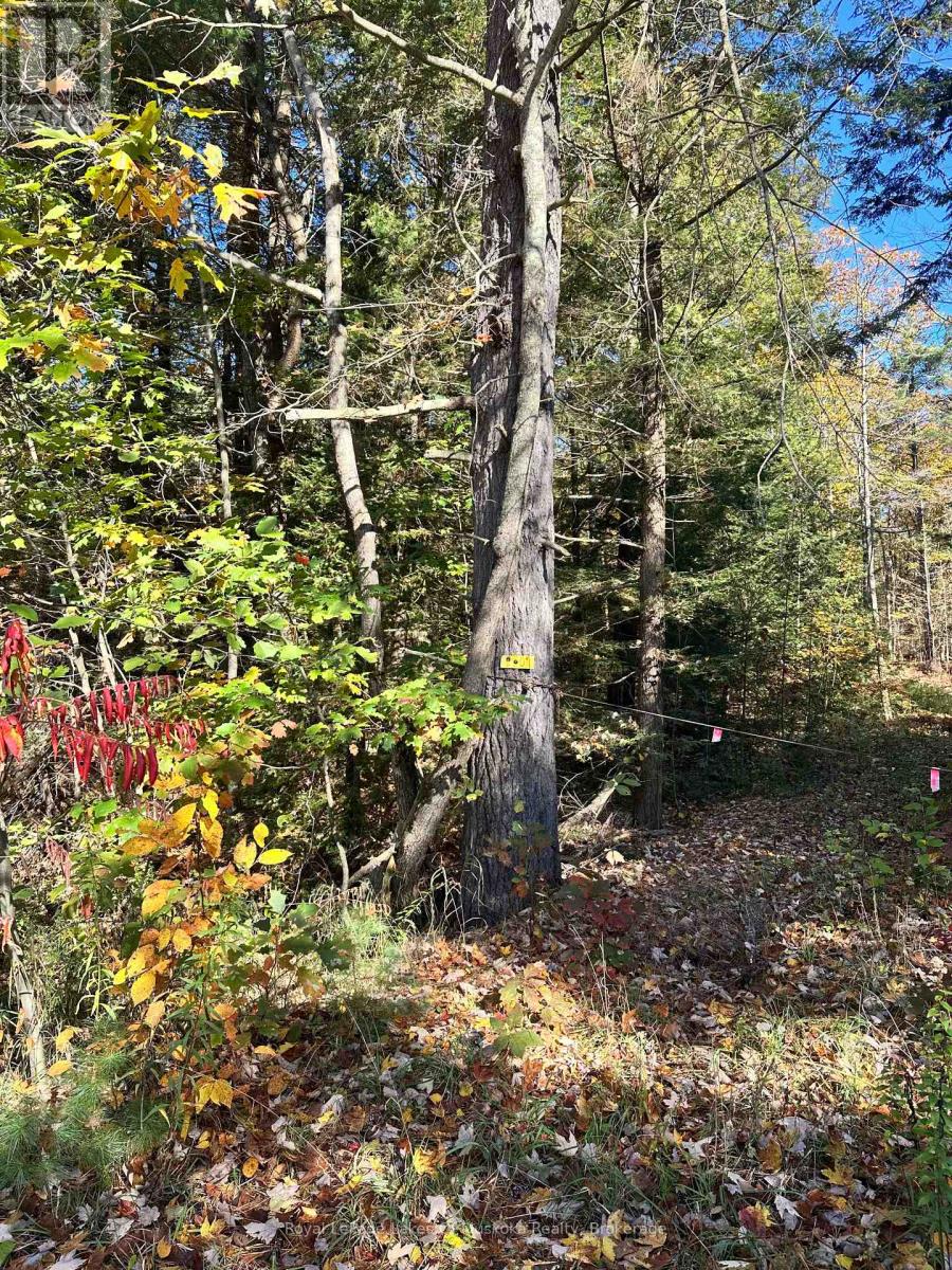 1101 Doe Lake Road, Gravenhurst, Ontario  P1P 1R3 - Photo 3 - X14093092