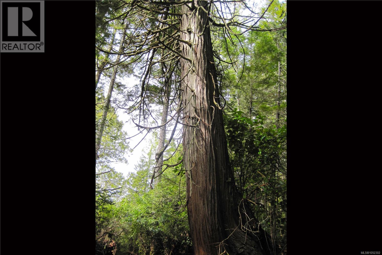 340 Tonquin Park Rd, Tofino, British Columbia  V0R 2Z0 - Photo 15 - 1052302
