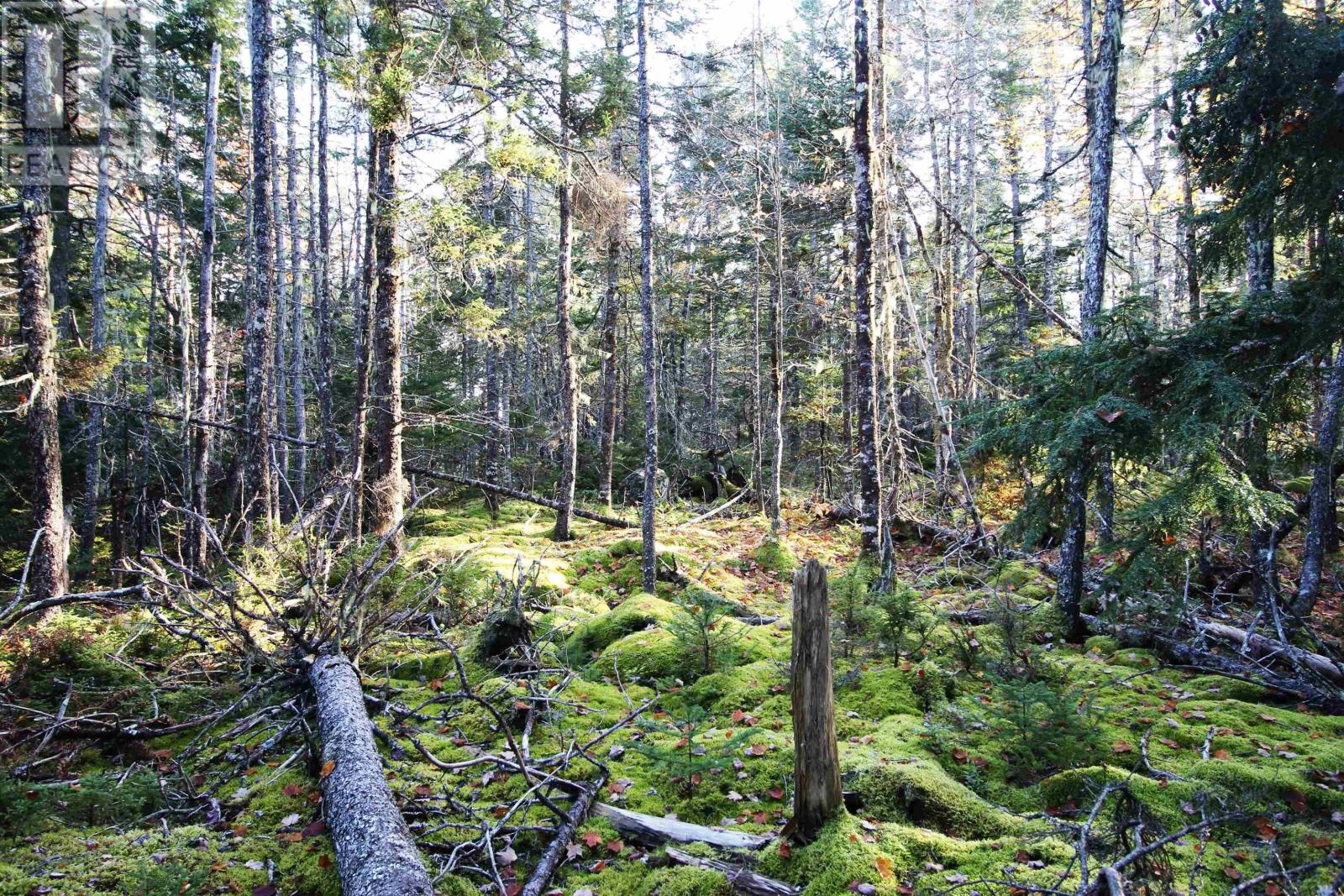Lot 62 Sand Cove Rd (Portion Of), Westfield, Nova Scotia  B0T 1B0 - Photo 5 - 202625993