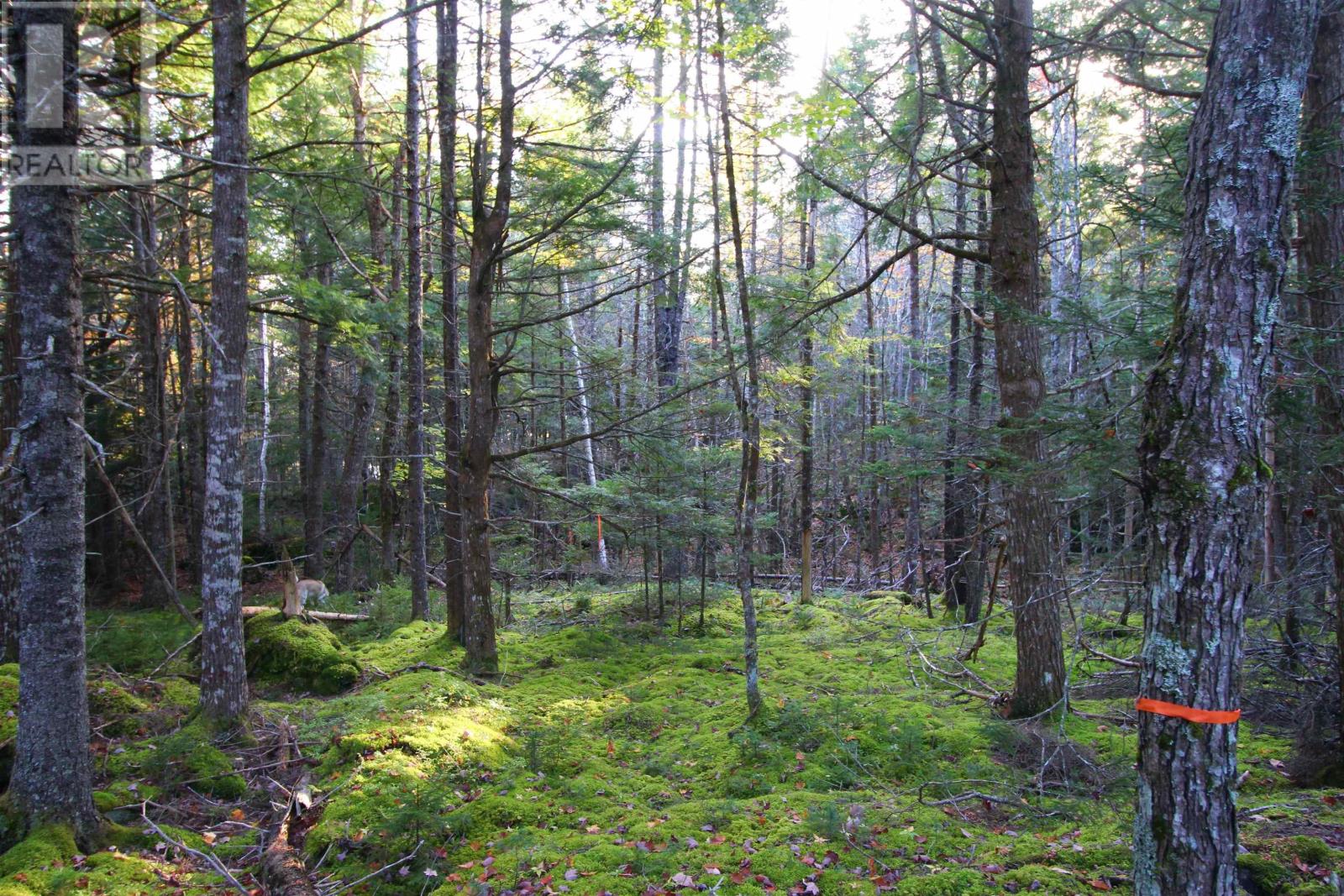 Lot 62 Sand Cove Rd (Portion Of), Westfield, Nova Scotia  B0T 1B0 - Photo 7 - 202625991