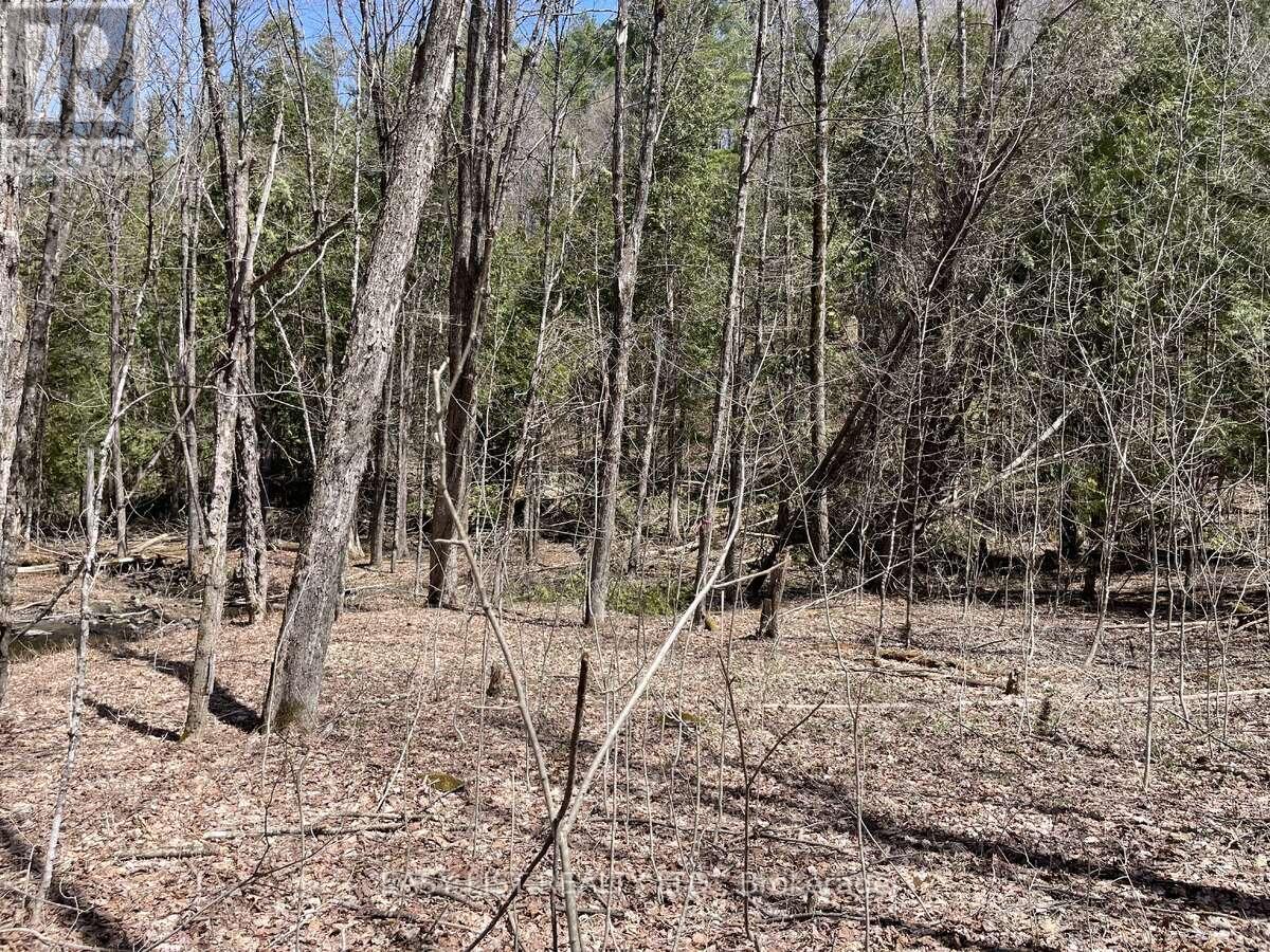 Lot 1 Colonial Road, Minden Hills, Ontario  K0M 2K0 - Photo 8 - X14094868