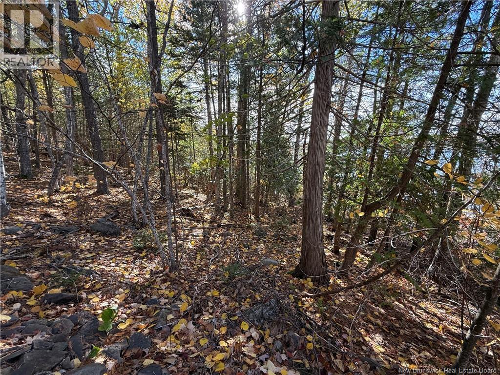 74 Barnes Point Road, Cambridge-Narrows, New Brunswick  E4C 2E6 - Photo 20 - NB149650