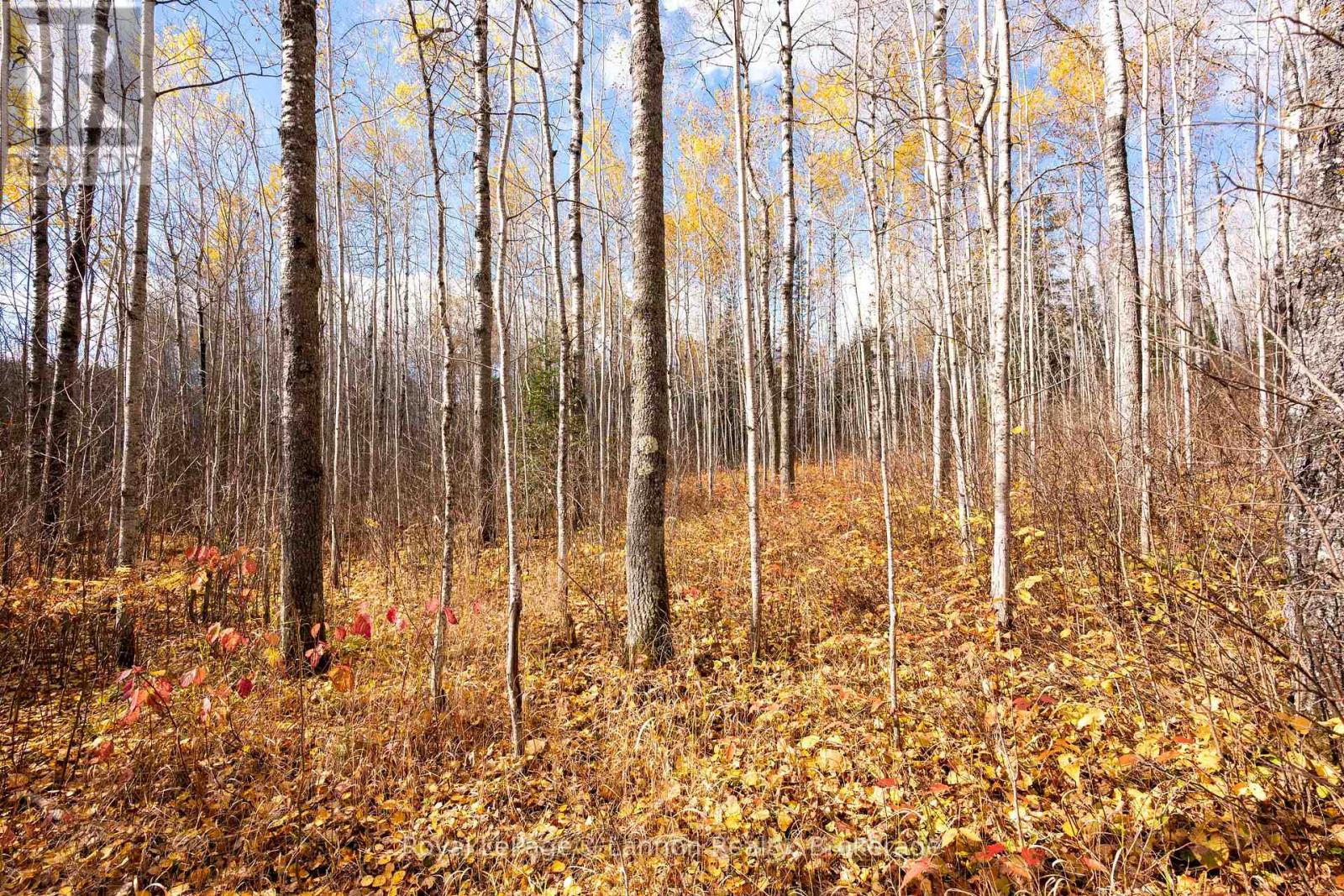 295 Beckwick Road, Thunder Bay, Ontario  P7G 1K7 - Photo 16 - X14102240