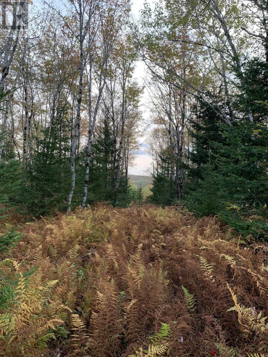 Block 7 No 316 Highway, Country Harbour, Nova Scotia  B0H 1J0 - Photo 3 - 202626346