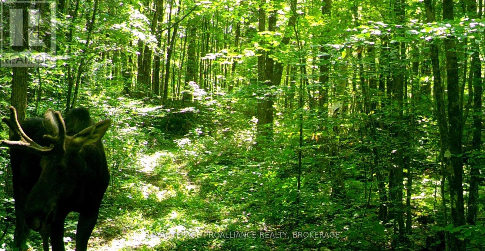 Lot 6 California Road, Stone Mills, Ontario  K0K 1Z0 - Photo 34 - X14106686