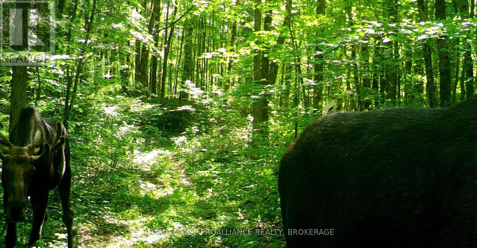 Lot 6 California Road, Stone Mills, Ontario  K0K 1Z0 - Photo 35 - X14106686