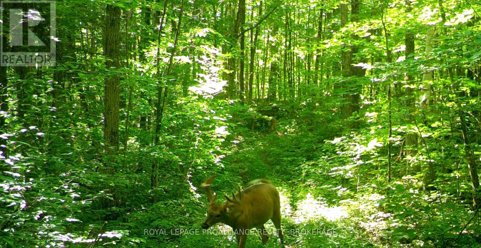 Lot 6 California Road, Stone Mills, Ontario  K0K 1Z0 - Photo 39 - X14106686