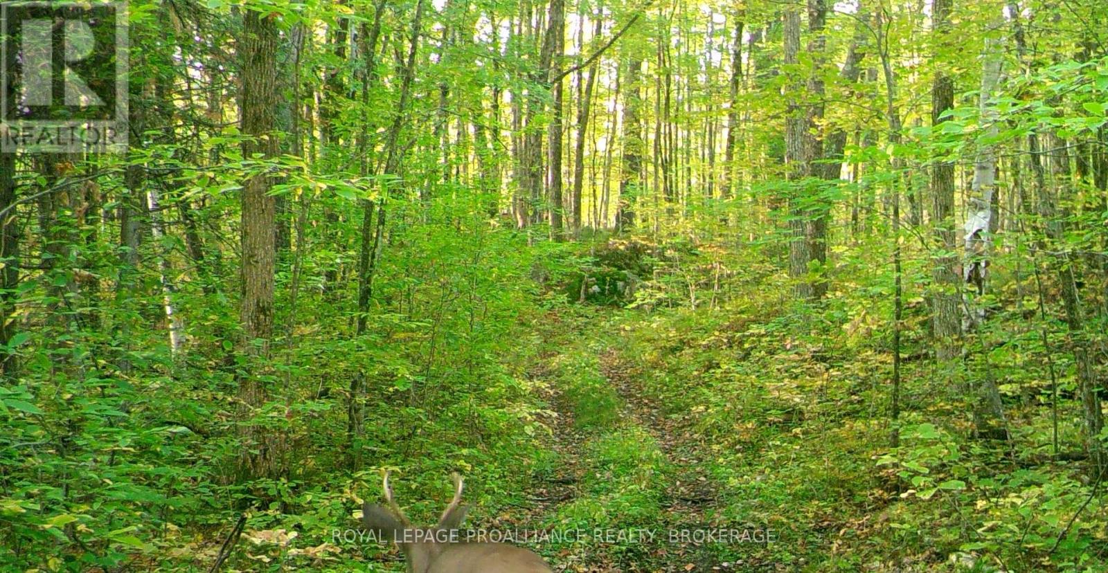Lot 6 California Road, Stone Mills, Ontario  K0K 1Z0 - Photo 41 - X14106686