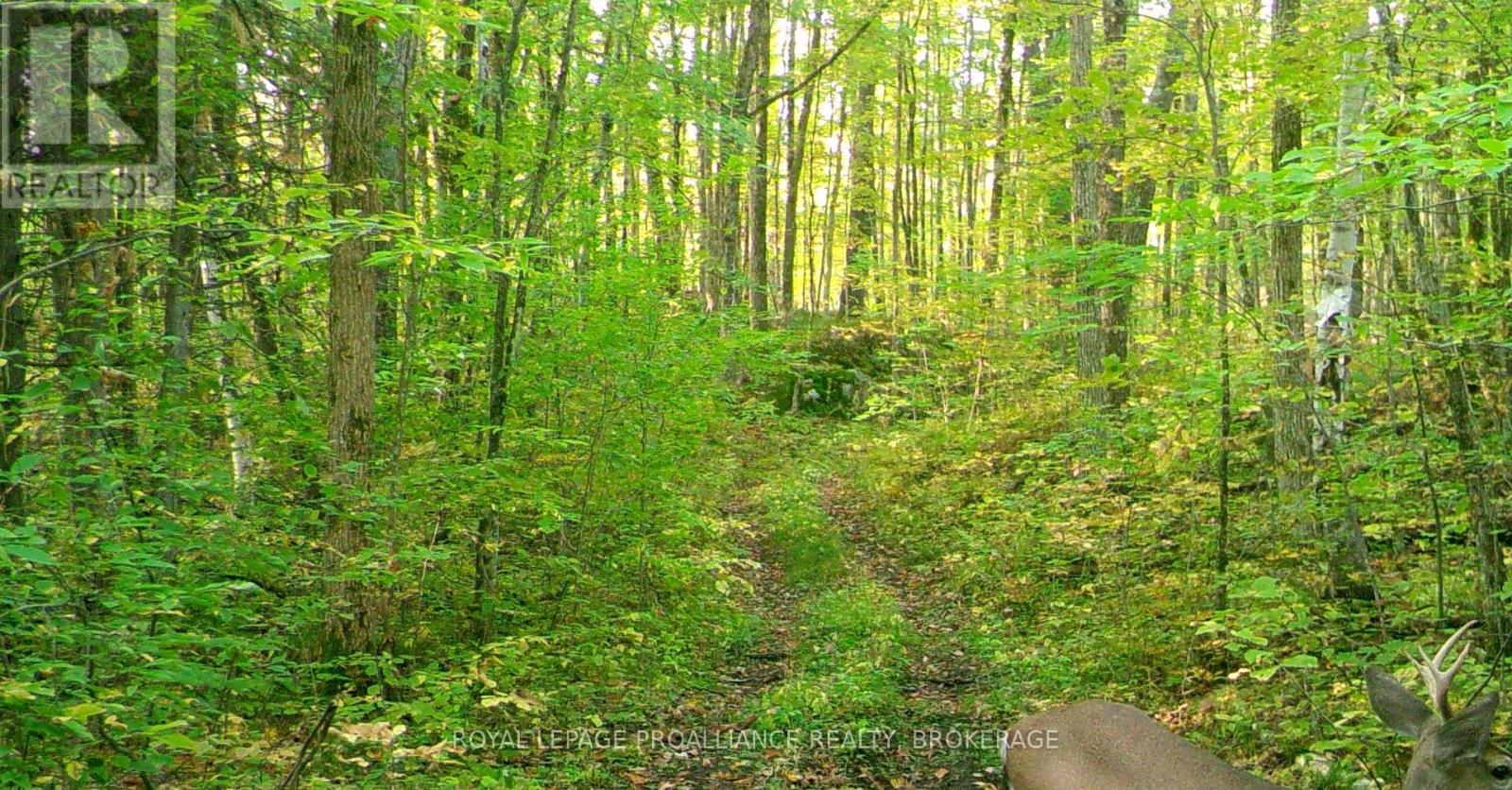 Lot 6 California Road, Stone Mills, Ontario  K0K 1Z0 - Photo 42 - X14106686
